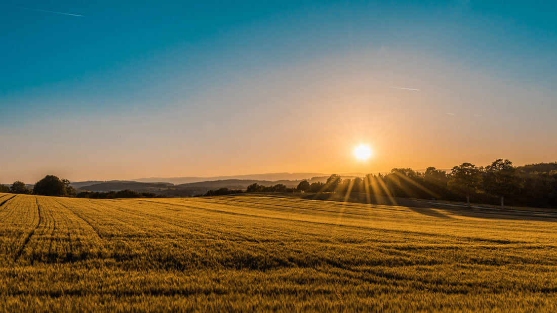 Choosing the Right Irrigator for Your Property